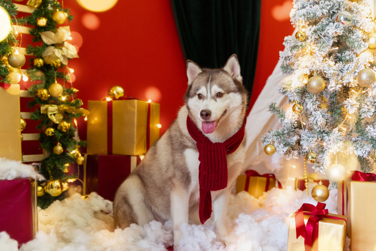 哈士奇与圣诞节更配哦