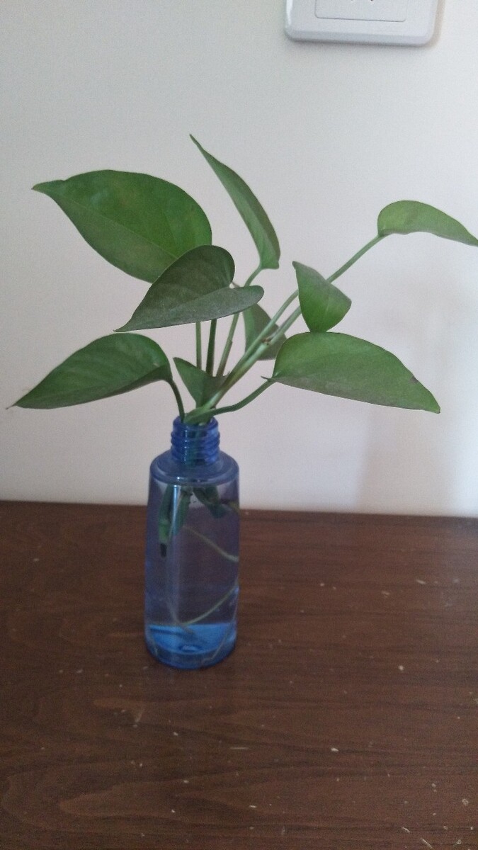 花瓶中插如意是什么意思