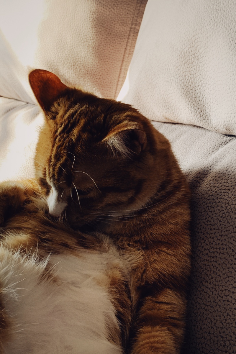 这个危机的当下宅在家里用猫治愈