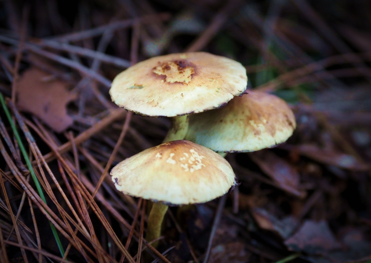 地理摄影组蘑菰秋季毒菌牛肝菌属食用木#帽接地人像风光还没有人打赏