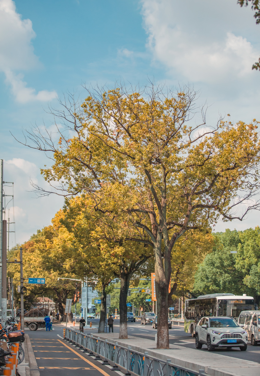 上海秋天的香樟树黄了