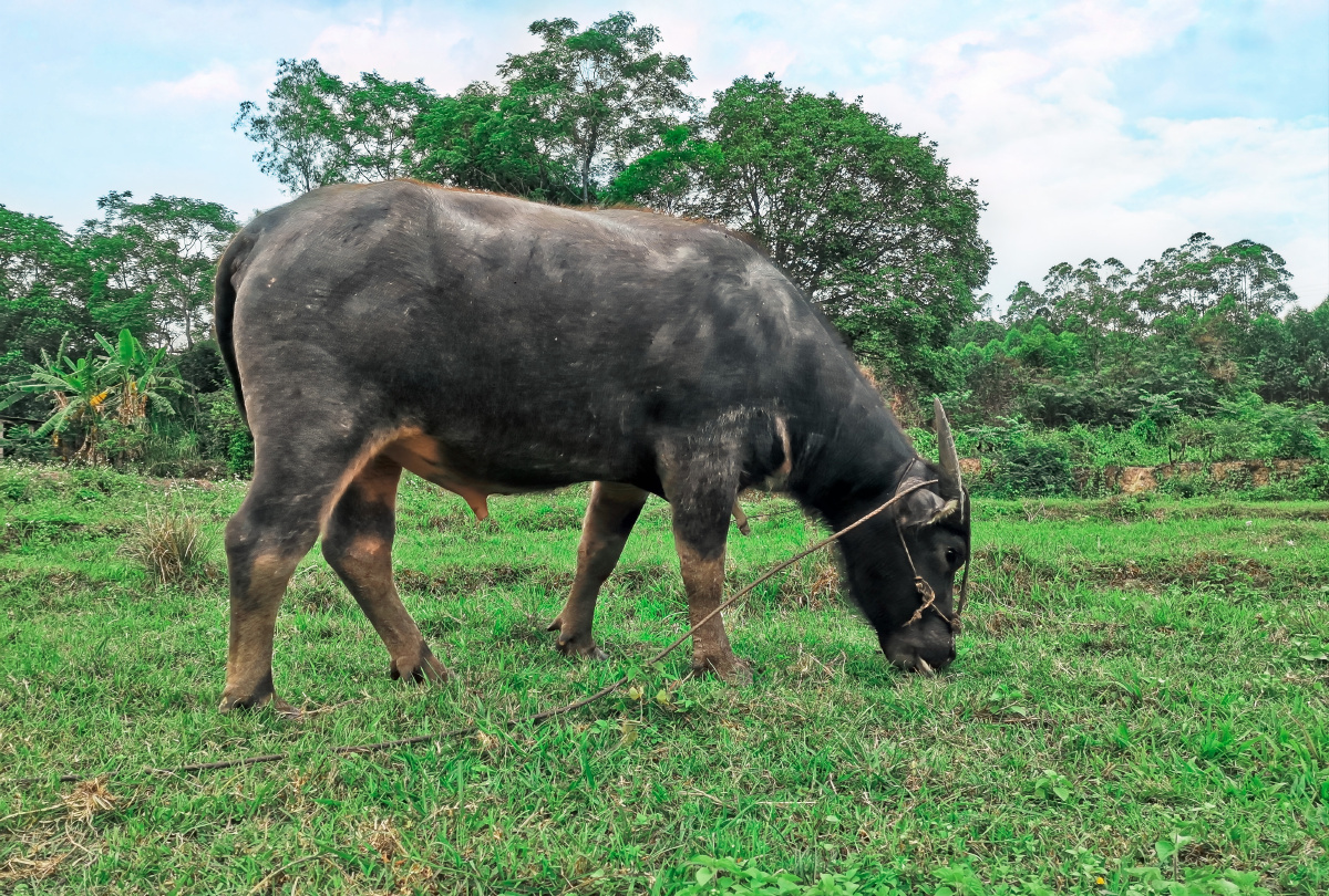 牛吃草