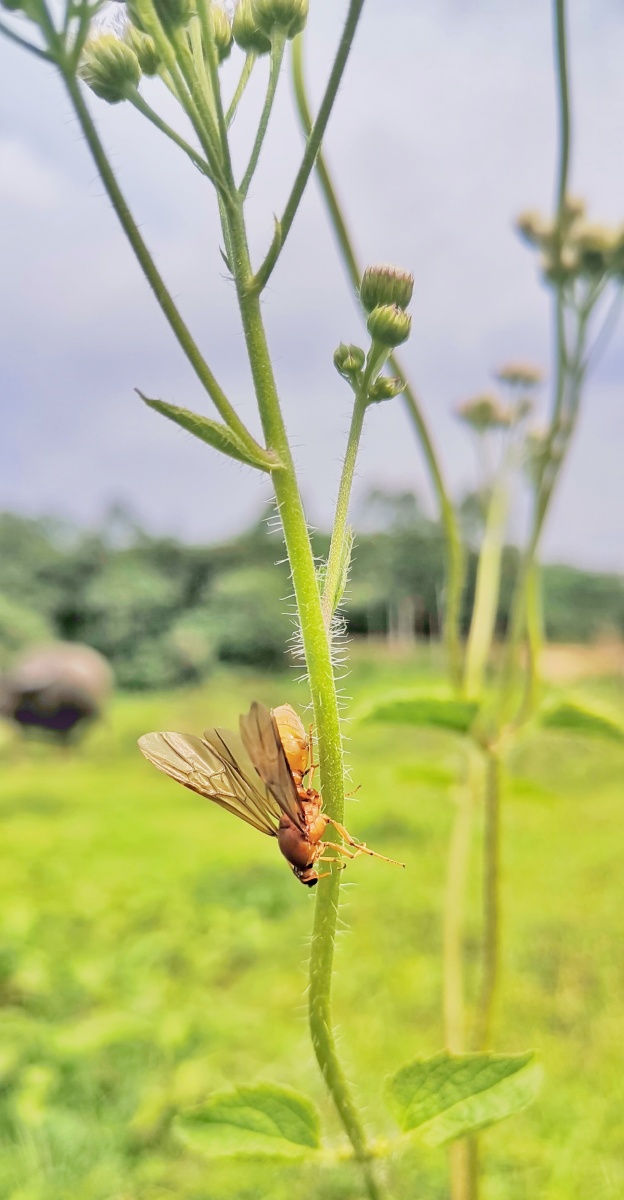 野蜂飞舞