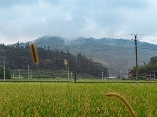 1000061667