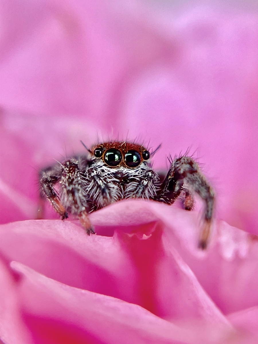 大眼萌跳蛛 - 风荷敛韵 - 图虫