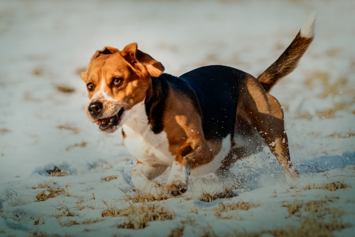 宠物摄影比格犬雪