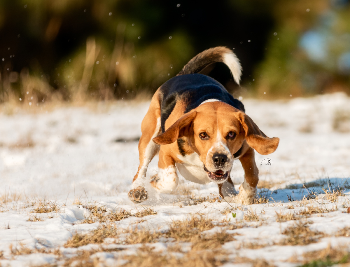 宠物摄影比格犬雪