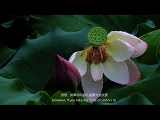 荷花2
