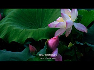荷花3