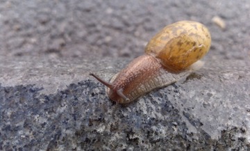 woniu