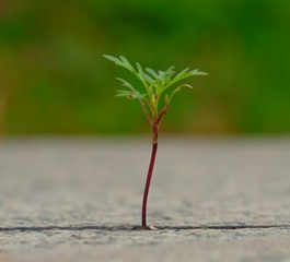 752667