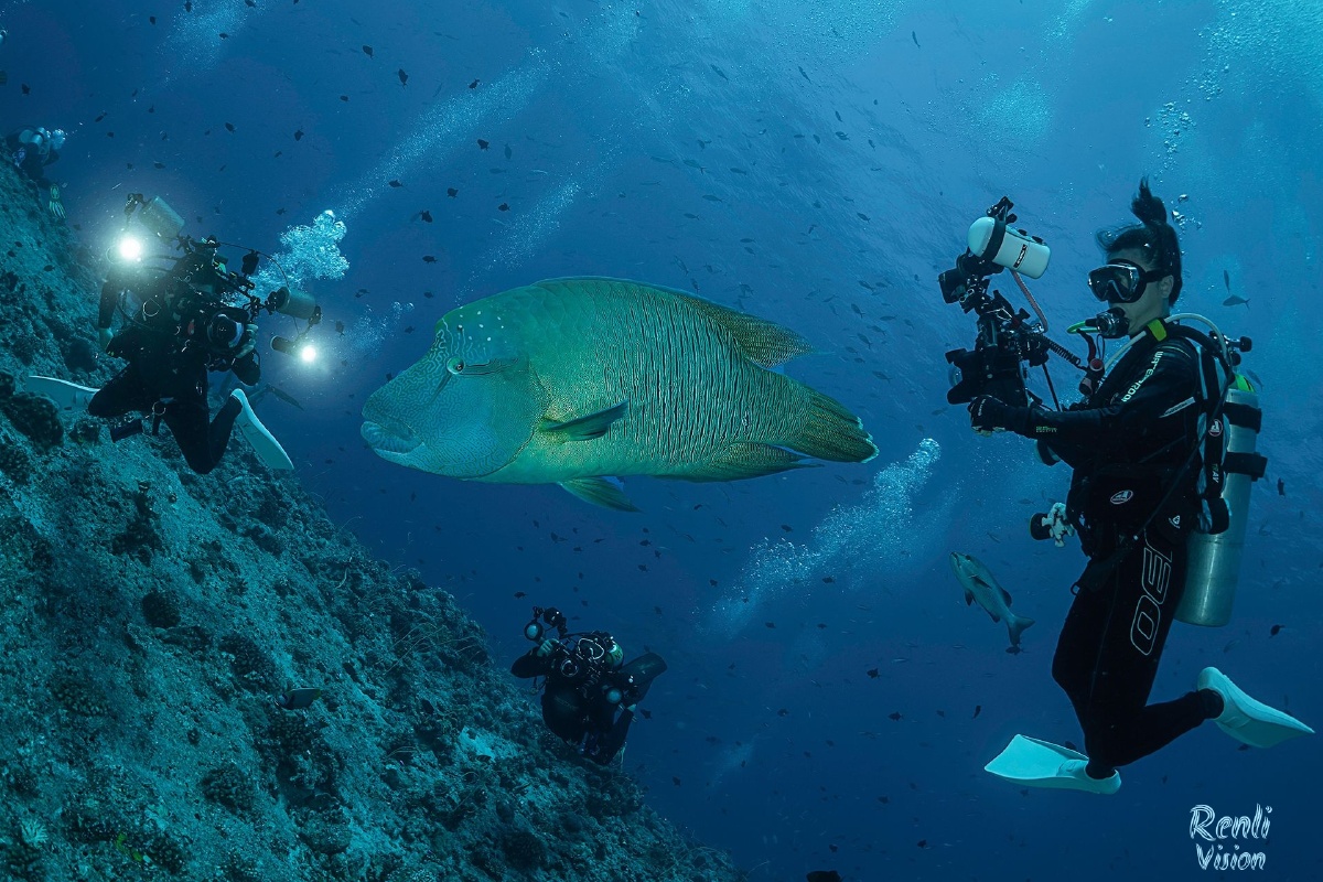 来到帕劳潜水,一定要看一看,帕劳蓝角的大宝:苏眉鱼 2019年3月,索尼