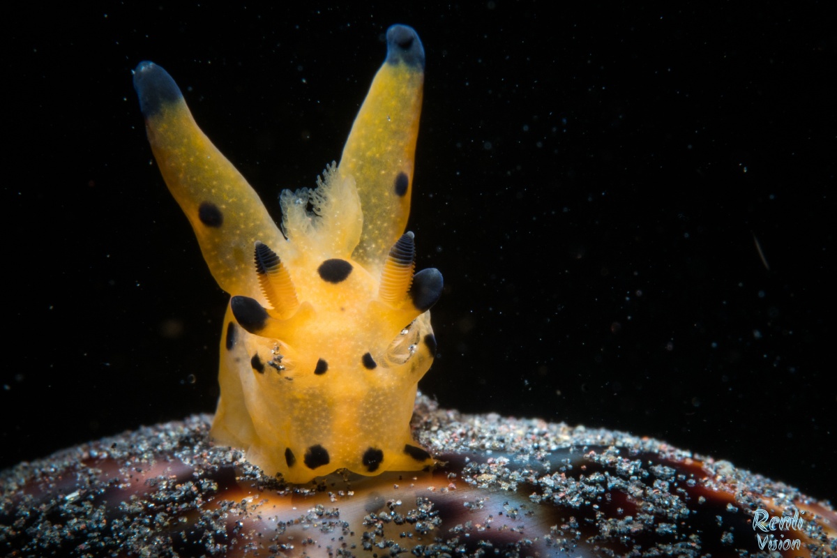 皮卡丘海兔的一种拍摄于印尼图兰奔大约15厘米水下二十米左右