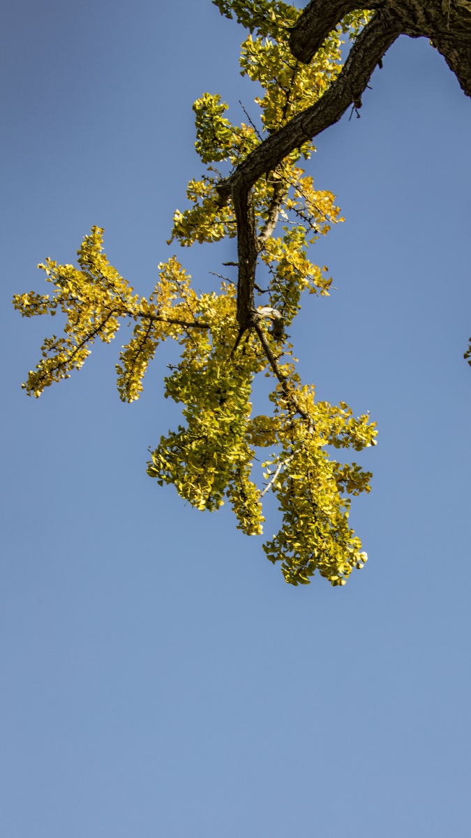 苏州西园寺银杏树