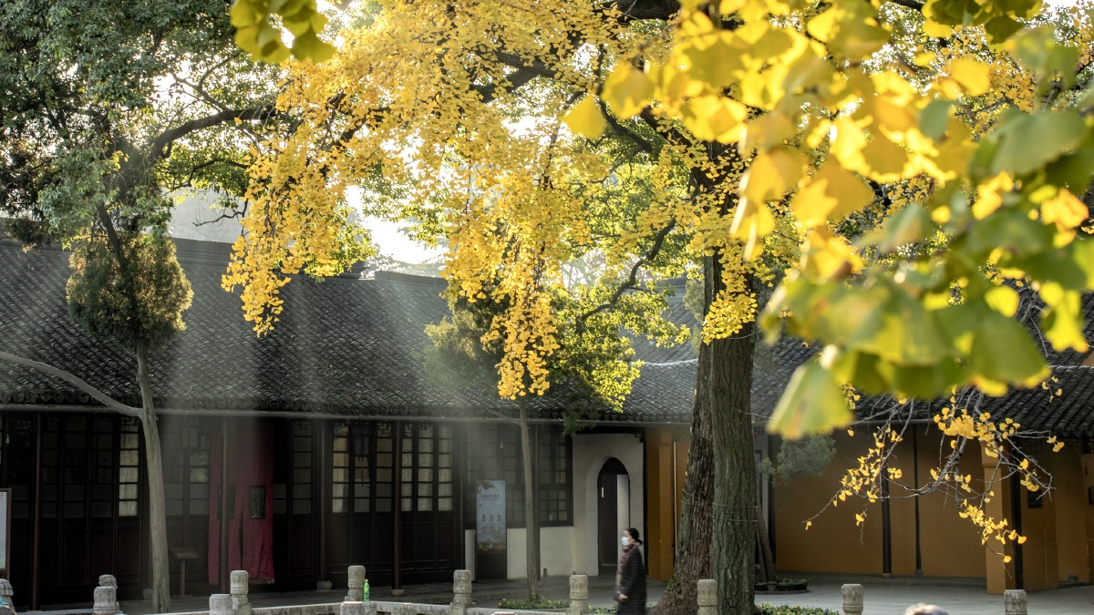 苏州西园寺银杏树