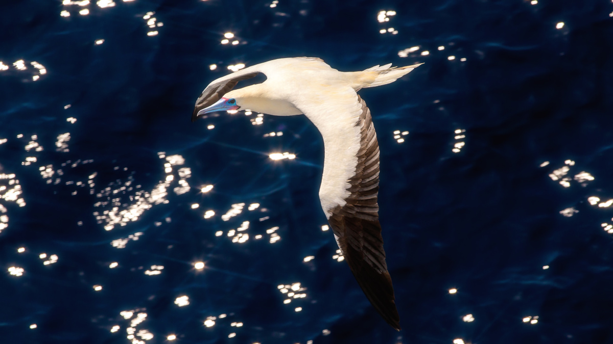 中国南海中的海鸟 - 一逸 - 图虫