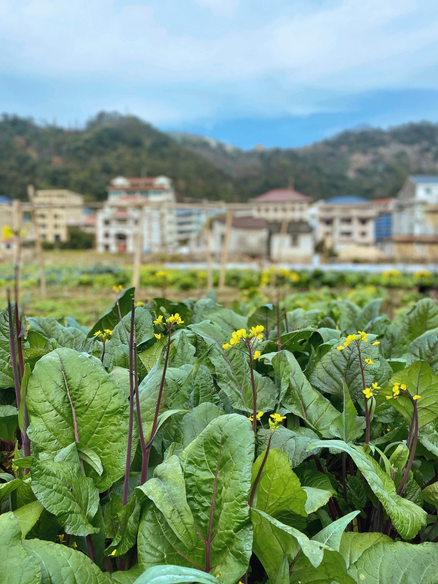 手机摄影家里的菜园子的红菜苔开花咯