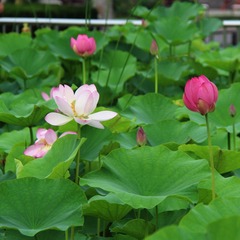 B98EAA19-9DA7-41D4-BD54-EB50C5CD38D6/L0/001