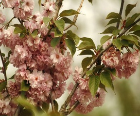 樱花