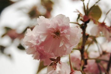 _MG_2266_米国伟，樱花，20.16.5.沈阳长白岛