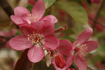 _MG_2272米国伟，樱花，20.16.5.沈阳长白岛