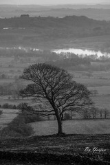 Tree , The Roaches