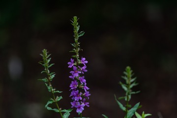 _DSC0253