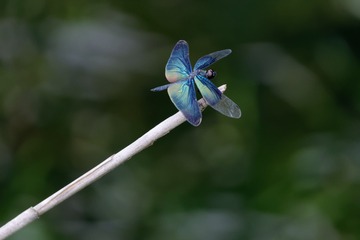 _DSC5203_DxO