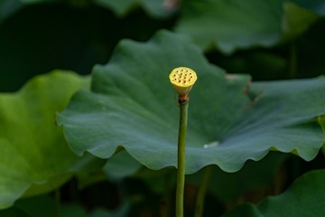 _DSC0200
