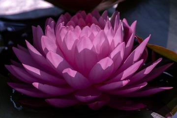 _DSC1526