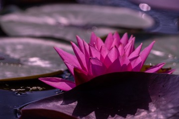 _DSC1513