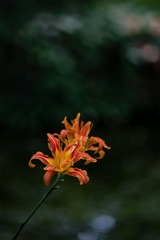 _DSC0258