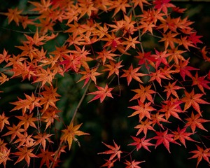 _DSC3659_DxO