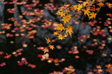 _DSC3715_DxO
