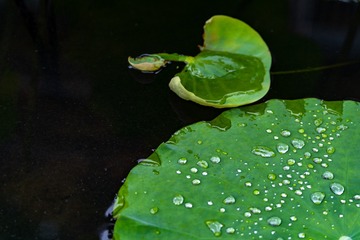 _DSC0137