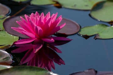 _DSC1592