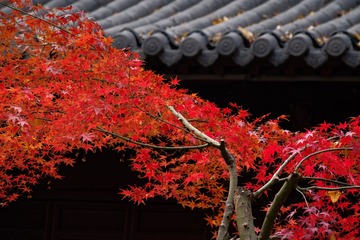_DSC3519_DxO
