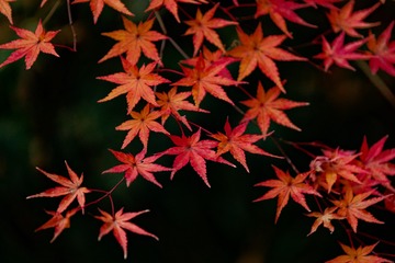 _DSC3660_DxO
