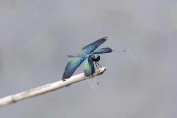 _DSC5160_DxO