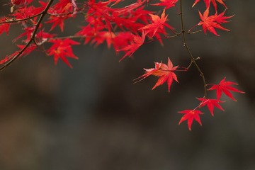 _DSC3614_DxO