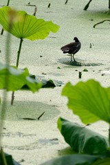 _DSC1274_DxO