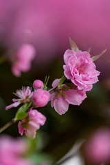 _DSC7775