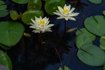 _DSC0179