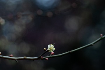 _DSC7815