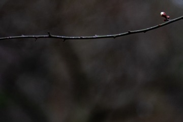 _DSC7810