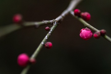 _DSC7801