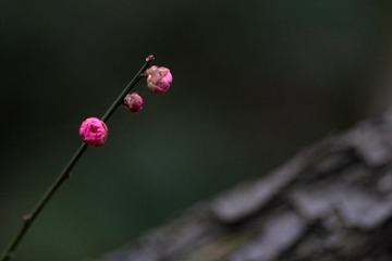 _DSC7818