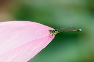_DSC4708_DxO