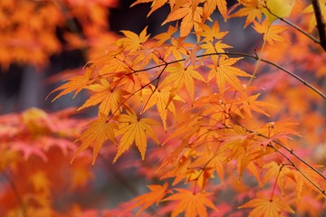 _DSC3473_DxO