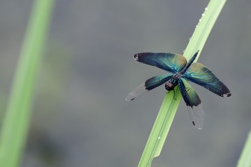 _DSC5183_DxO